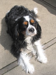 charlie2