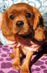 Teagan