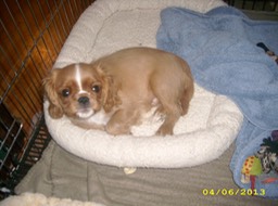 Unsaved Preview Document